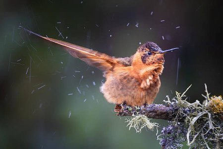 hummingbird-in-rain-siyu-and-wei-photography.jpg