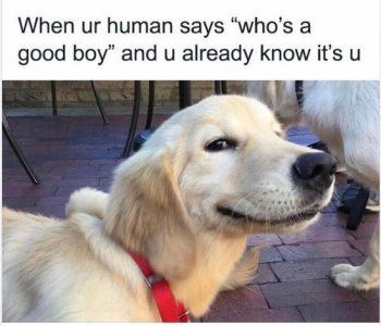 good boy.jpg