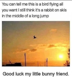 bunny.jpg