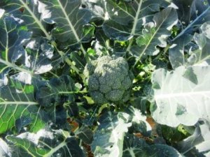 9 June Brocolli wb.JPG