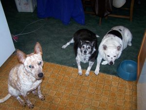 cattle dogs 2.jpg