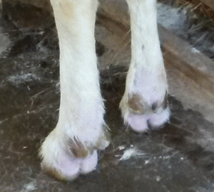 feet1.gif