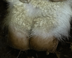 foot2.gif