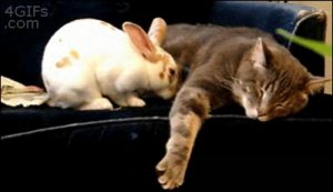 169570-Cat-And-Rabbit.jpg