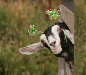 funny-animal-pictures-of-the-week-039-001.jpg