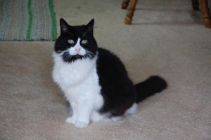 KITTY (23).jpg