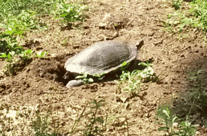 turtleRES.gif