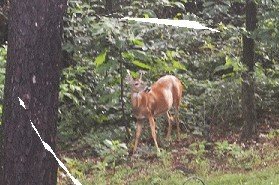 DSC_0674 (4).JPG