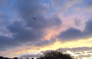 IMG_1510.jpg