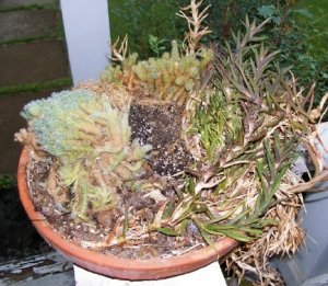 cactus dish garden.jpg