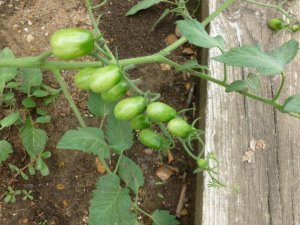 grape tomato (800x600).jpg