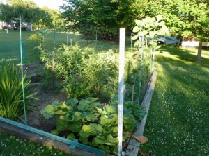 july garden (800x600).jpg