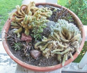 cactus dish garden2.jpg