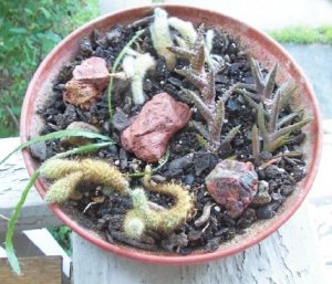 cactus dish garden3.jpg