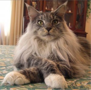 Maine-Coon-cat-picture.jpg