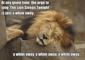 Groaner Lion Sleeps 2nite.jpg