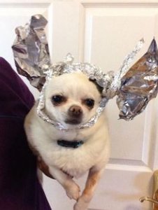 tinfoildog.jpg