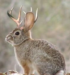 Jackalope # 2.jpg