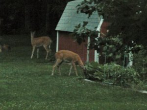 deer by garden (800x600).jpg