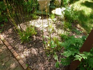 hosta mess (800x600).jpg