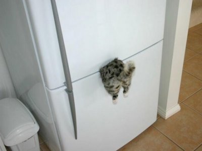 cat refrigerator magnet.jpg