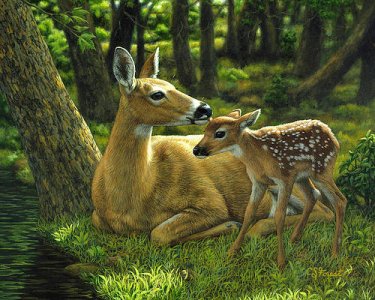whitetail-deer-first-spring-crista-forest.jpg