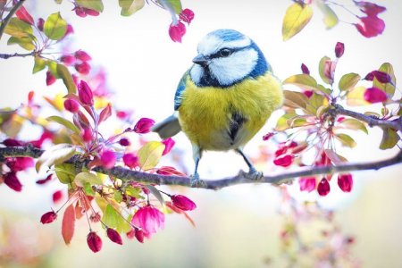 spring-bird-2295434__480.jpg