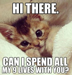 memes-love-marriage-9-lives.jpg