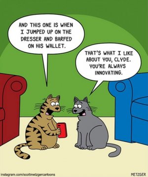 catbarf.jpg
