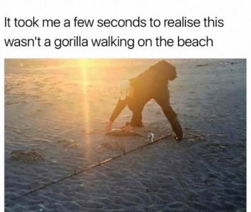 funny-memes-gorilla-beach.jpg