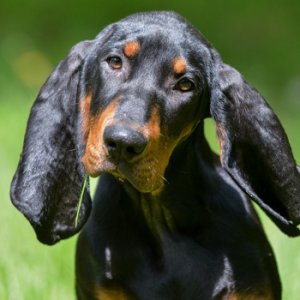 black-and-tan-coonhound.jpg