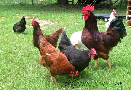 how-to-raise-free-range-chickens1.jpg