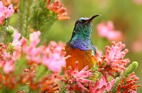 orange-breasted-sunbird-6137612__480.jpg