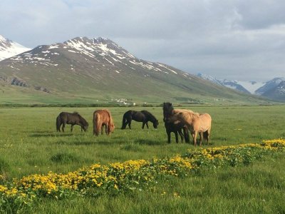 Iceland.jpg
