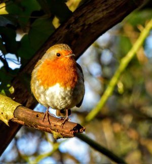 peace tr bird.jpg