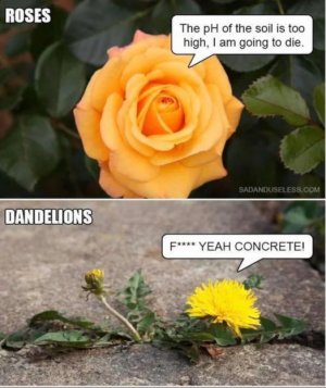 cweNeoK.jpg