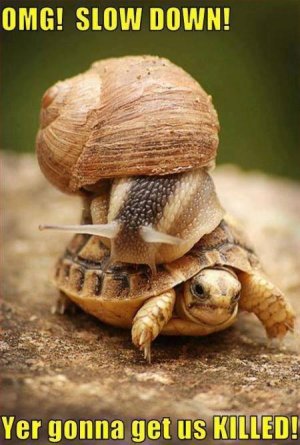 snail.jpg