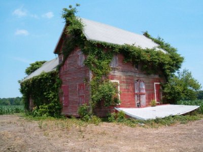 Chia Pet House, NC1.JPG
