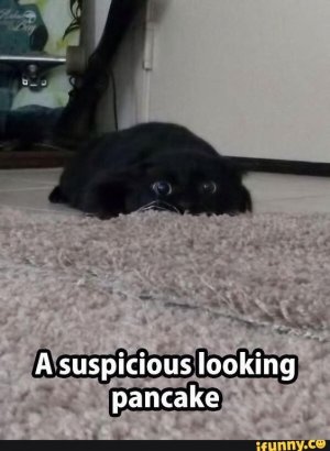 forumcatpin.jpg