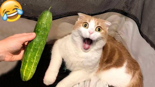 maxresdefault (4).jpg