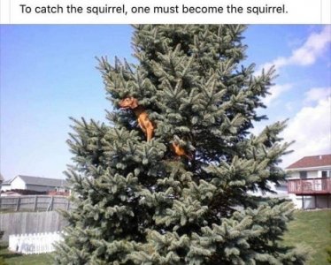 squirrel.jpg