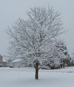 snow 1-23-23f.jpg