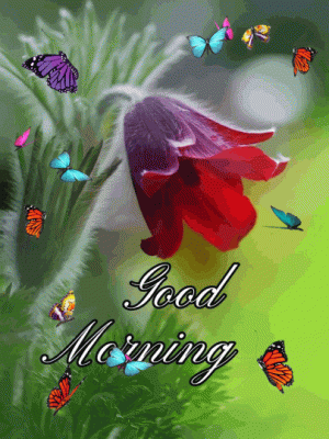 Good Morning GIF (14).gif