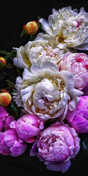 tumblr_c1c33e1313be73bc9a384600a9958051_9b336c8e_1280.jpg