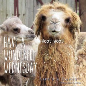 llama wednesday.jpg