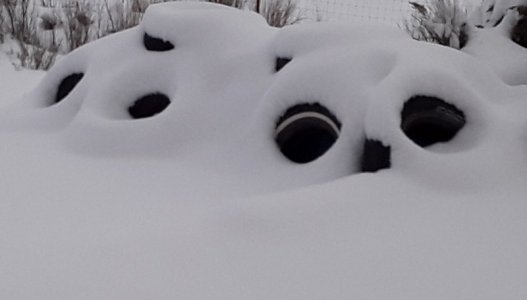 Owl Alien (2).jpg Owl Alien (2).jpg