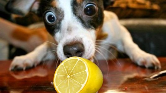 Lemon @.jpg