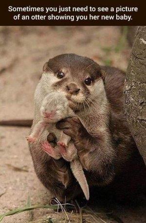 otter.jpg