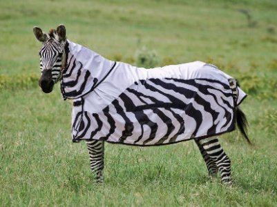 Raincoat @.jpg