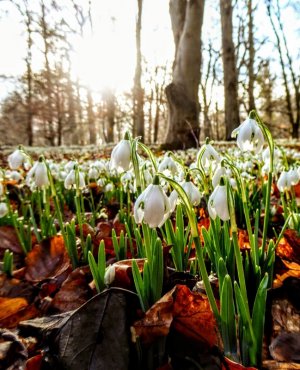follow snowdrops.jpg